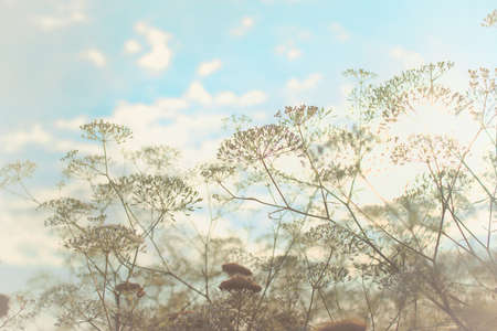 Yarrow plant (Achillea millefolium) in the rays of the setting sun close-up, selective focusの写真素材