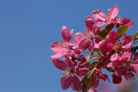 blooming cherry blossom, saruka tree blooms in the spring.