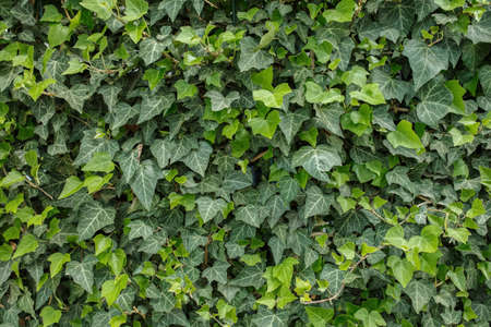 green fence of ivy, a flat picture of a plant on the wall