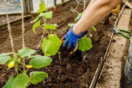 planting of plants in spring, young green cucumbers in a greenhouse, a home garden.