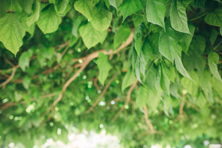 green fresh leaves of the tree inside the tree, ideal as a nature background with bright vibrant colorsの写真素材