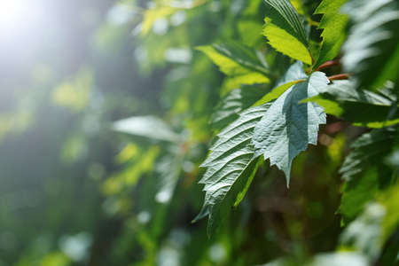 green leaf background. bright morning in sunny morning