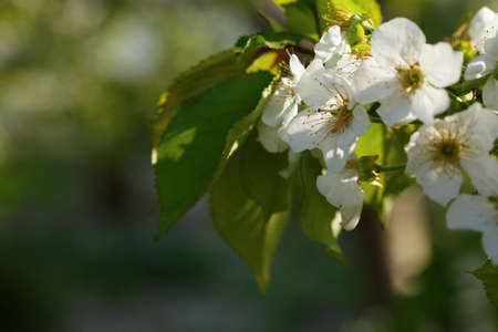 blooming cherry blossom, saruka tree blooms in the spring.
