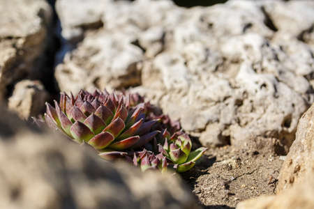 beautiful landscaped plants near the stones close-up, garden decor, Japanese style