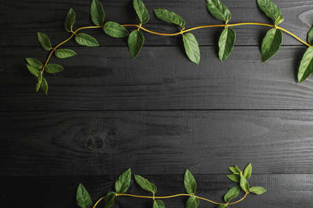 green twigs of plants on a black wooden board, top view. blank label background, flat lay
