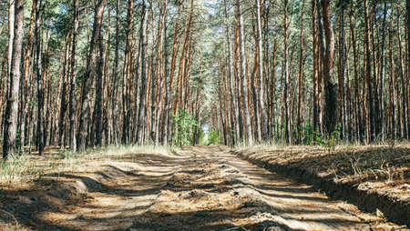 old road in pine forest, coniferous forest, tall young treesの写真素材