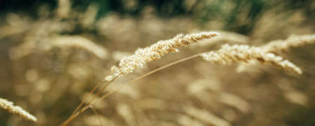 young spikelets of gold color with a blurred background, pure nature and autumn landscape