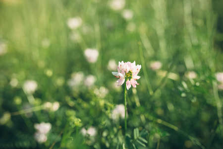 summer grass on the field on a sunny day, film colors with a warm shade of summerの写真素材