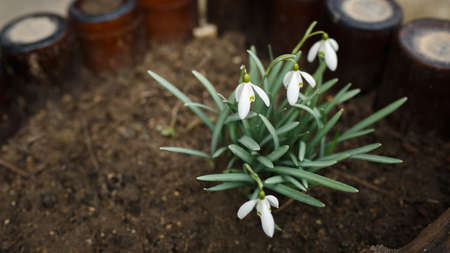 snowdrops bloom, white flowers blossomed in the garden, white snowdrops blossomed to the day of the...
