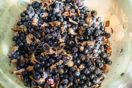 a lot of crushed grapes in a bowl, preparation for making grape juice, grape separation from the...