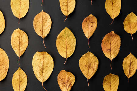 yellow leaves on a black background, a pattern of autumn leaves in a dark backgroundの写真素材