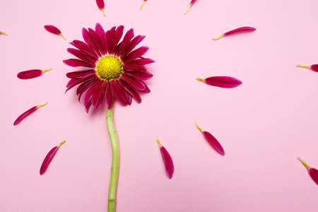 flat lay with a flower and petals on a pink background, a spring background for the Valentines Day and March 8の写真素材
