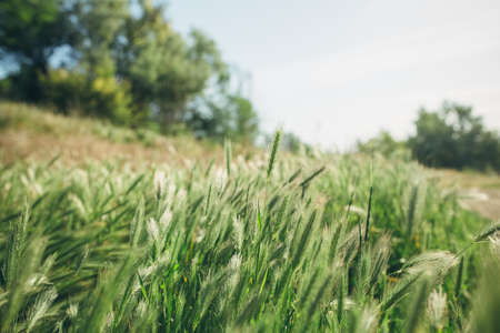 summer grass on the field on a sunny day, film colors with a warm shade of summer