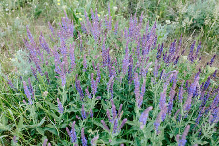beautiful meadow with different herbs and flowers