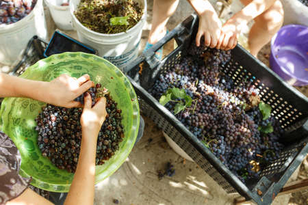 Hand grapes for wine, grape separation from the grape, making home wineの写真素材