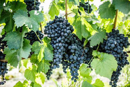 grape hanging on a bush of grapes in the garden, close-up of blue grapes, agrarian concept