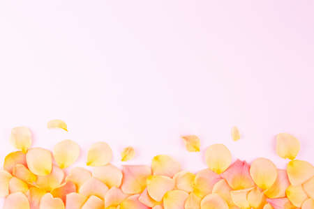 Rose petals on a light background. Desktop Wallpaper. Spring background in pastel colors. Romantic postcard.の写真素材