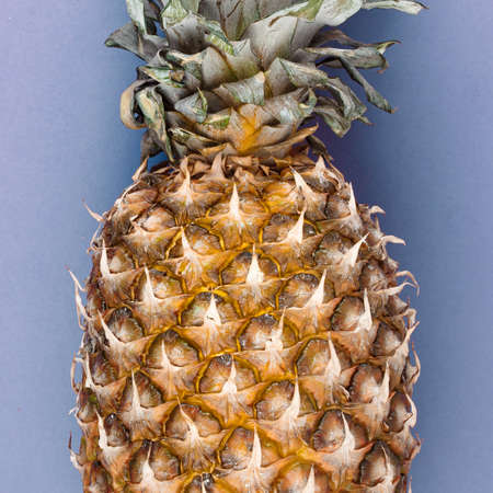 Ripe whole pineapple with leaves on light blue background. Close up image.