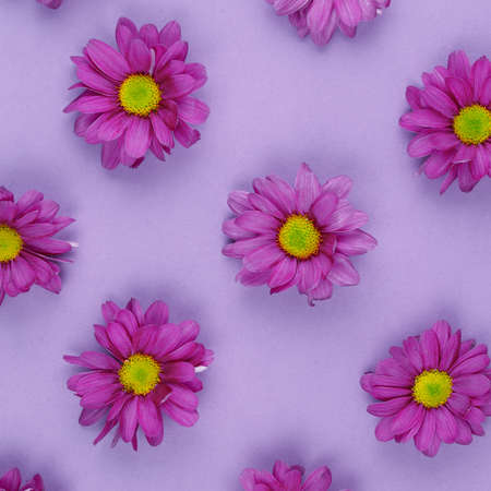 Flowers background pink chrysanthemum. Flat lay, flora concept. At blank copy space, over purple...