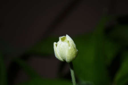 White flowers, spring flowers in ukraine, close-up of plants on a sunny day
