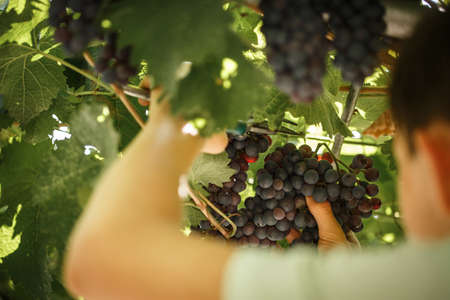 Hand grapes for wine, grape separation from the grape, making home wineの写真素材