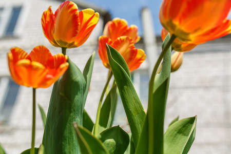 tulips in a home garden, close-up of spring flowers, red flowers blossomedの写真素材