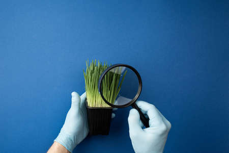 Hands in latex gloves study a pot of green oats under a magnifying glass on a blue isolated...