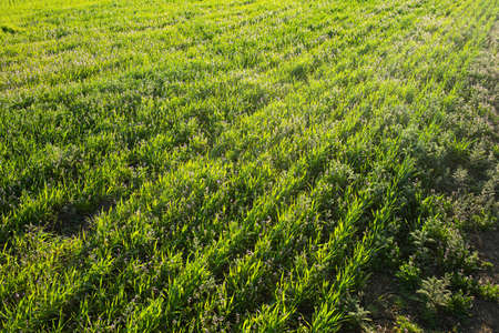 Spring green field with lilac flowers in the rays of sunlight. Against the background of trees and...
