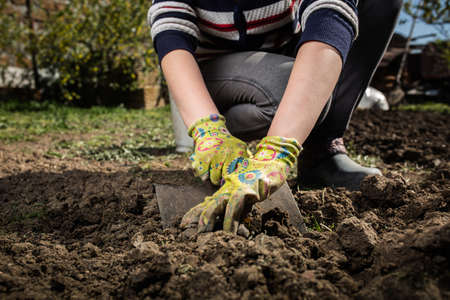Digging a garden. Spring preparation for planting harvest concept. Work in the fresh air.