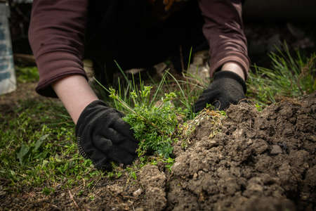 Spring preparation for planting harvest concept. Work in the fresh air.