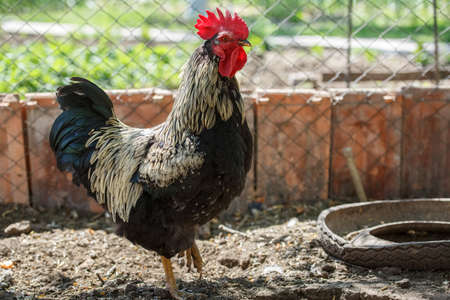 big cock on the poultry farm, the main one in the henhouseの写真素材