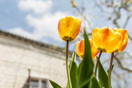 tulips in a home garden, close-up of spring flowers, red flowers blossomedの写真素材