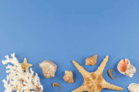 Seashells and corals. Rest on the seashore.