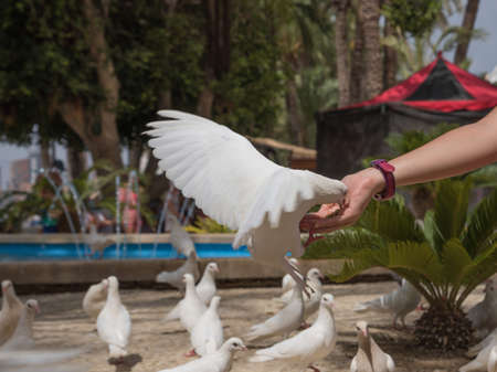 Feeding the white dove by the human in Benidorm park Spainの写真素材
