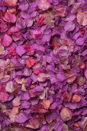 Purple and pink bougainvillea leafs background. Top view.