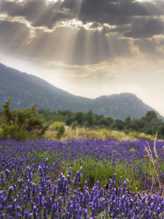 Landscape Lavander field. Blossoming of lavander flowers. Sun rays pass through the clouds. Sunset in spainの写真素材