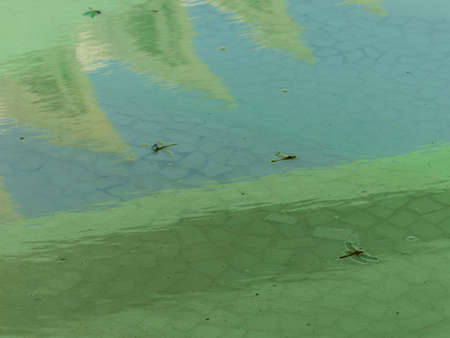 Dead dragonfly swimming on the reflective water surface