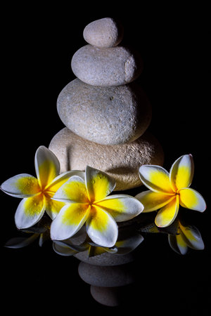Zen stone pyramid with three white gentle frangapani plumeria flowers after rain on the black reflective background. Low keyの写真素材