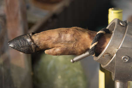 Hamon pig hoof in the clamp for traditional Jamon. Close view with soft focus.