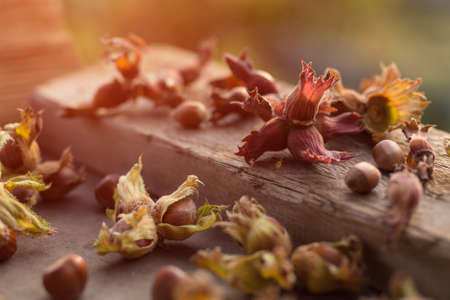 Close up side view photo composition of just harvested whole hazelnuts with shells on sunset on the rustic wooden board. Selective focus. Toned.の写真素材