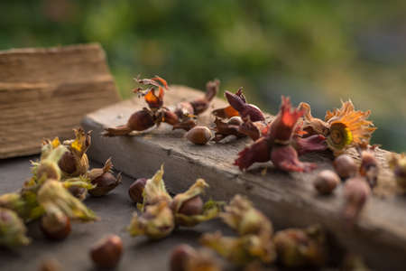 Close up side view photo composition of just harvested whole hazelnuts with shells on sunset on the rustic wooden board. Selective focus.の写真素材