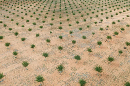 Aerial shooting of geometrical lines of planted young almond garden in suburb of Madrid. Cloudy day,...