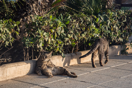 A lazy city cat is lying on the street, taking siesta and does not hurry anywhere. Close up view.の写真素材