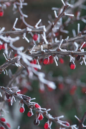 Frozen barberry branch in the winter garden. Soft focus.の写真素材