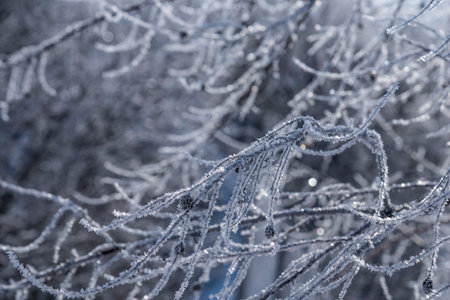 Tree branch ice covered on blurred natural background. Hoarfrost on dried flowers in backlight at sunny day.の写真素材