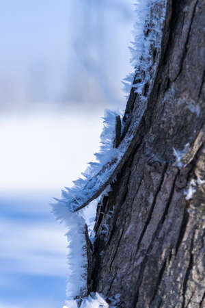 Close up hoarfrost on cracked tree bark. Frosty winter sunny day. Selective focus. Blured background.の写真素材