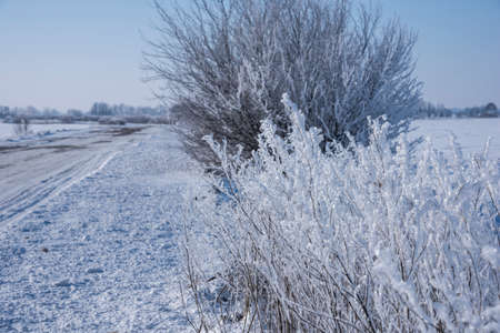 Bushes ice covered near snowy road on blurred natural background. Hoarfrost on dried flowers in backlight at sunny day.の写真素材