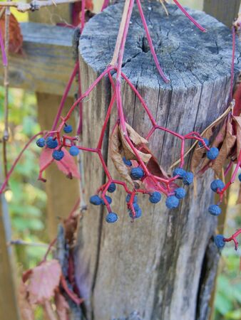An old stump twined with wild grapesのeditorial素材