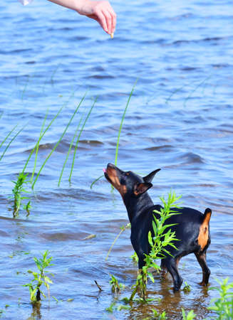 Miniature Pinscher for training with a dog handler, summer on the river Bank, Sports, recreation, Lifestyle,の写真素材