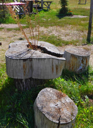Vintage table and chairs made of old wood on a Sunny day on the lawn.の写真素材